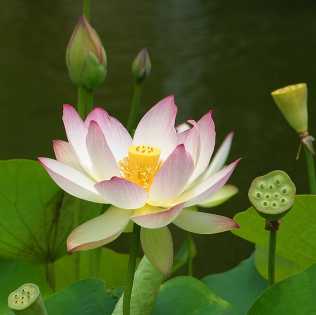 nlotus
